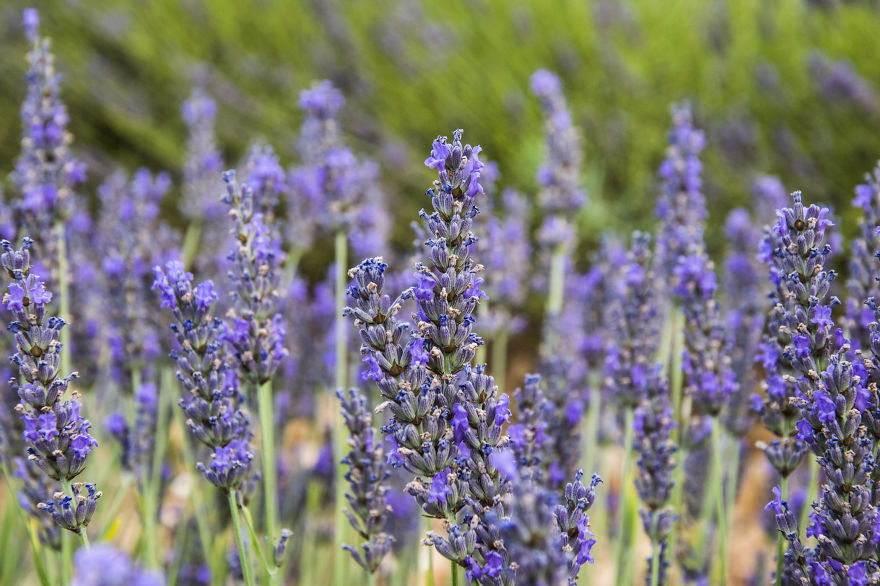 Lavender Art Attracts Bees
