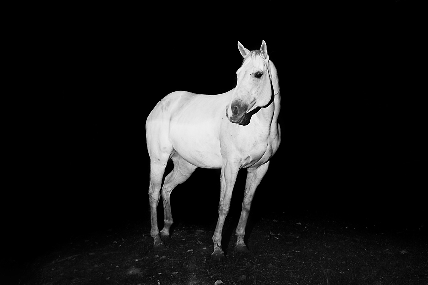 I Chase Wild Horses In North America To Photograph Their Beauty