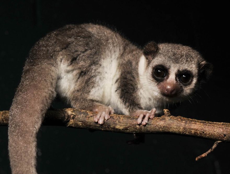My Top 10 List Of Tiny And Adorable Lemur Species