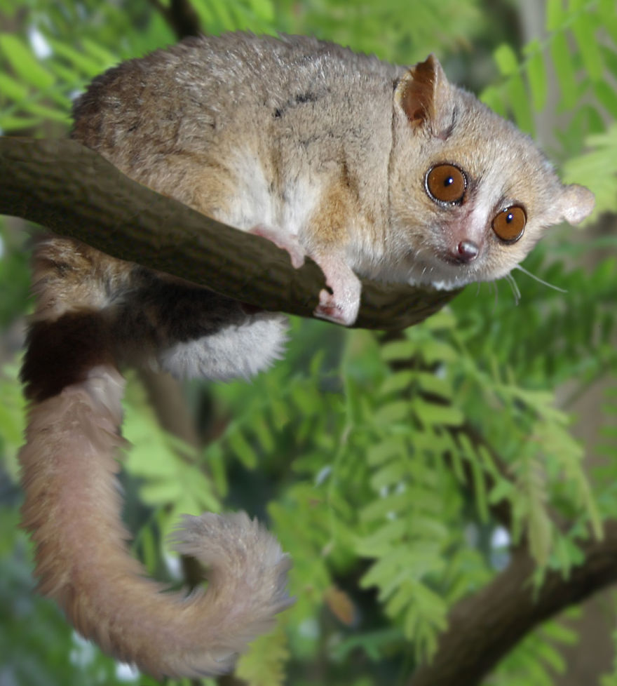 My Top 10 List Of Tiny And Adorable Lemur Species