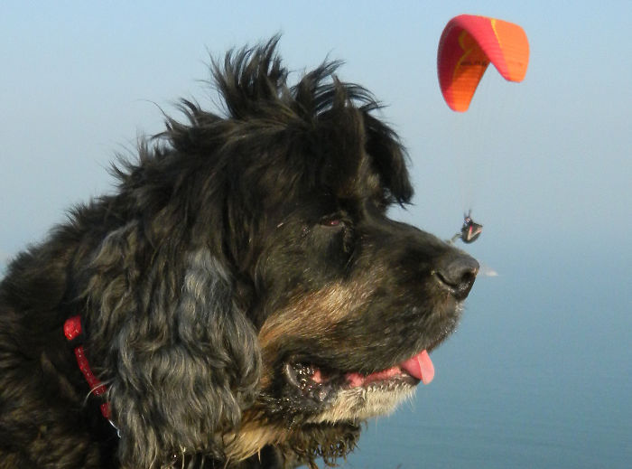 Paraglider Landing On My Dog's Nose