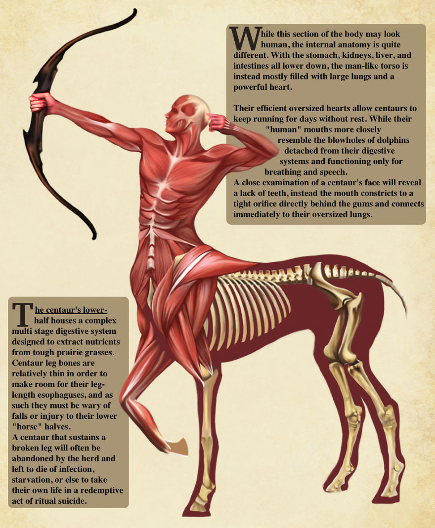 The Anatomy Of Fantasy Creatures