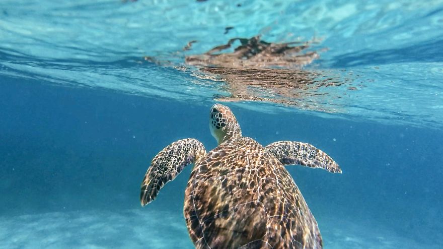 You Won't Believe That These Underwater Snorkel Photos Were Taken With An Iphone...