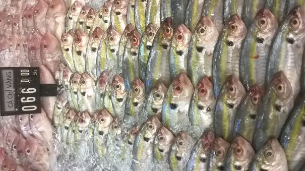 #74 How They Arrange Fish At Supermarket