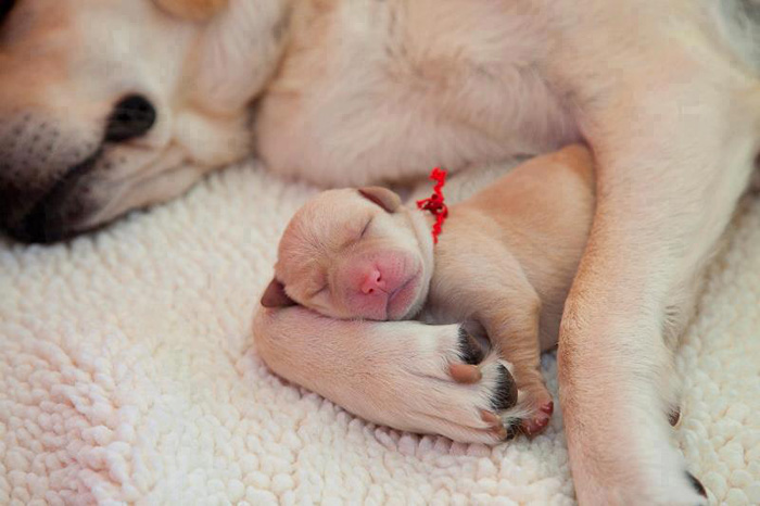 Newborn Puppy With Mother