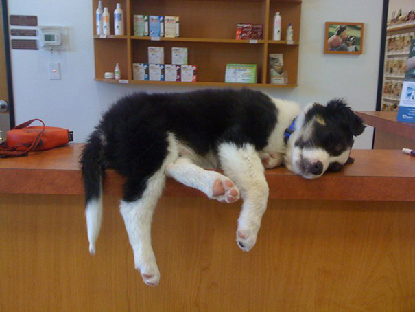 Our Puppy Beowulf Got Tired Of Waiting At The Vet And Fell Asleep On The Counter