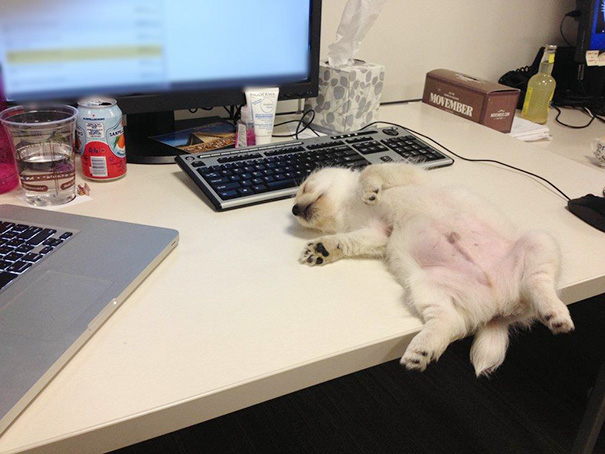 My Co-worker's Puppy Fell Asleep On Her Desk