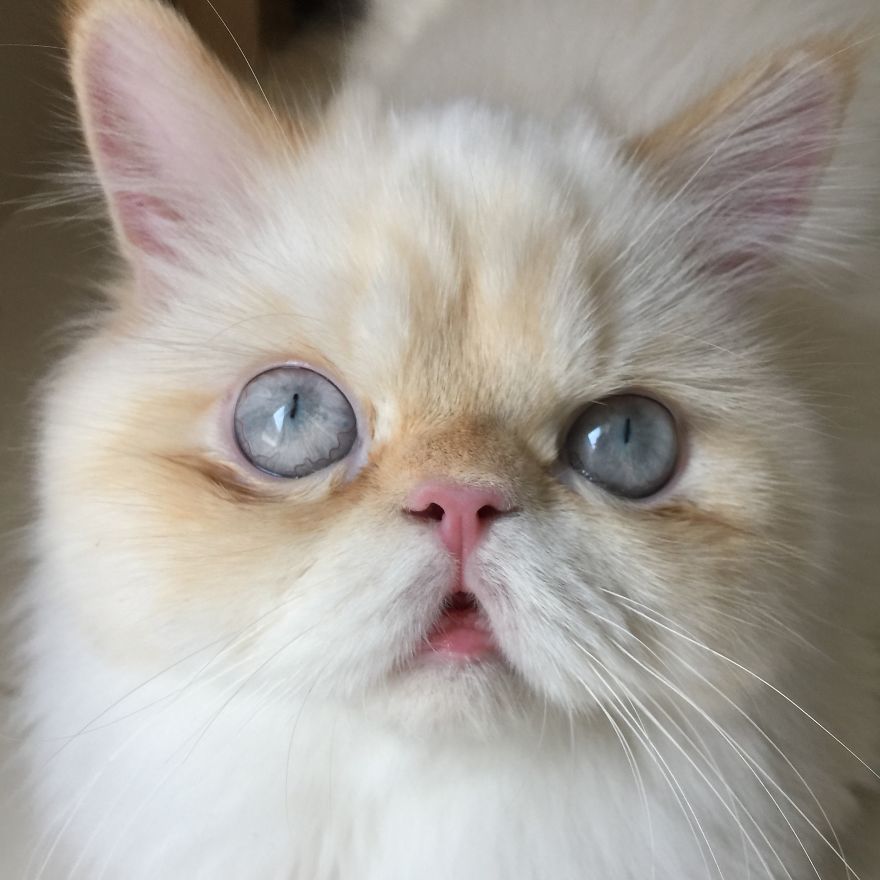 Yuki, My Derpy Himalayan Kitten