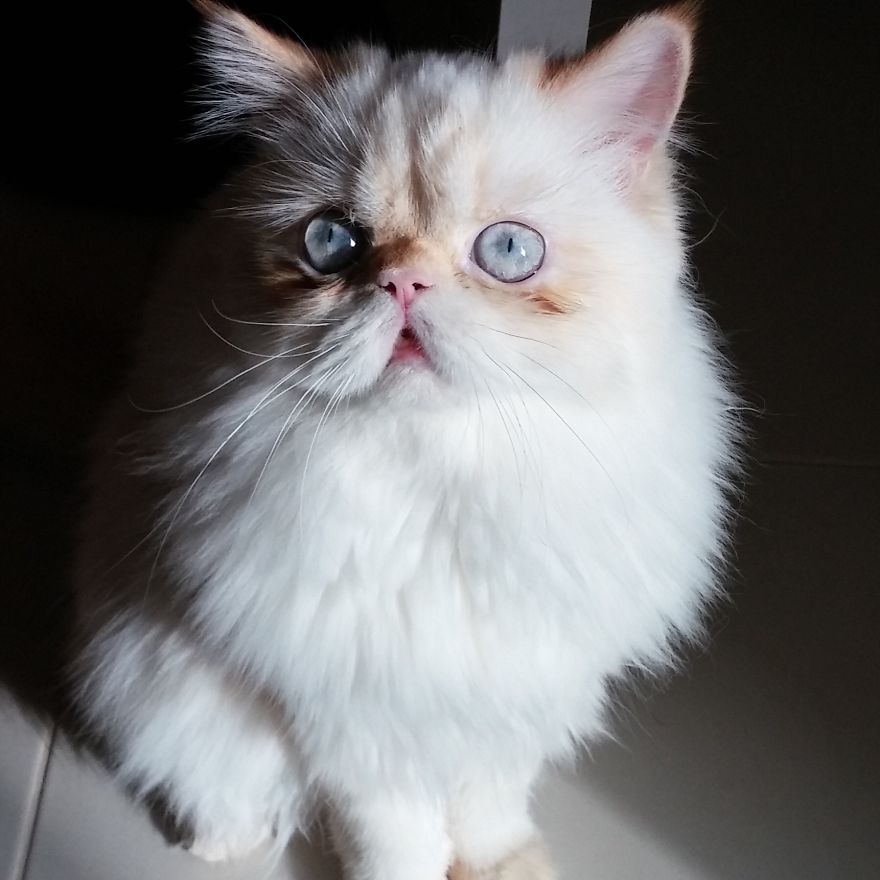 Yuki, My Derpy Himalayan Kitten