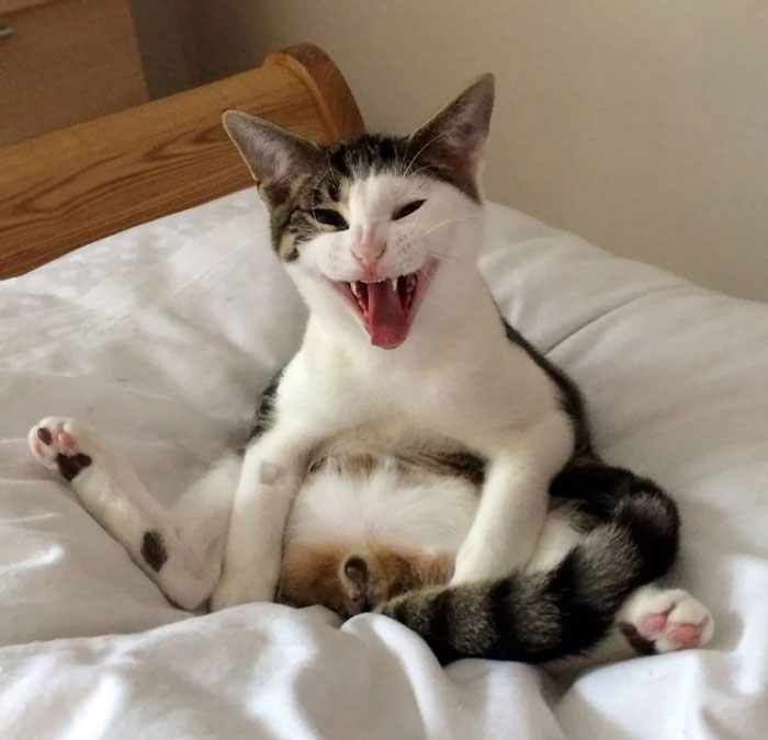 Cat Wakes Up To Discover He's Missing Some Parts And He's NOT Happy About It