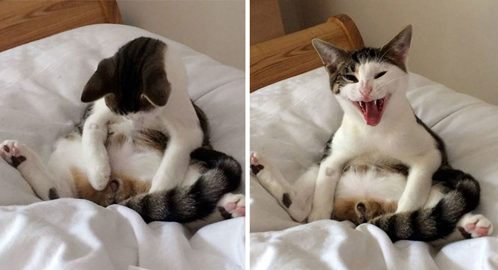 Cat Wakes Up To Discover He’s Missing Some Parts And He’s NOT Happy About It