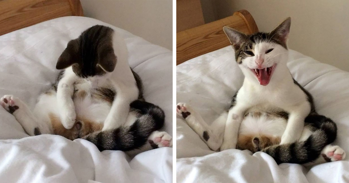 Cat Wakes Up To Discover He's Missing 