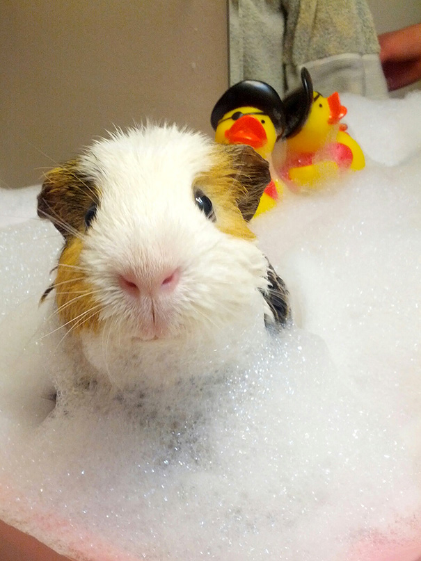 Guinea Pig Taking A Bubble Bath