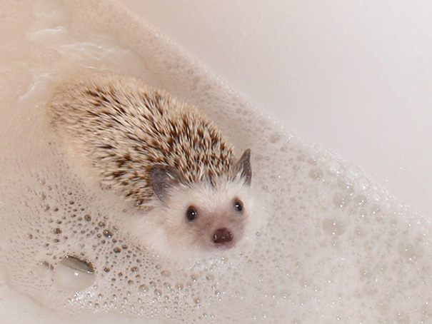 Lila Likes A Good Bubble Bath Just Like Anybody Else