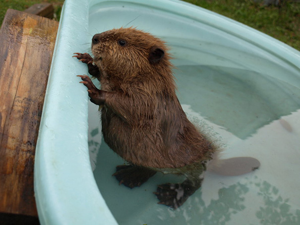 Little Baby Beaver Is Done Taking Her Bath