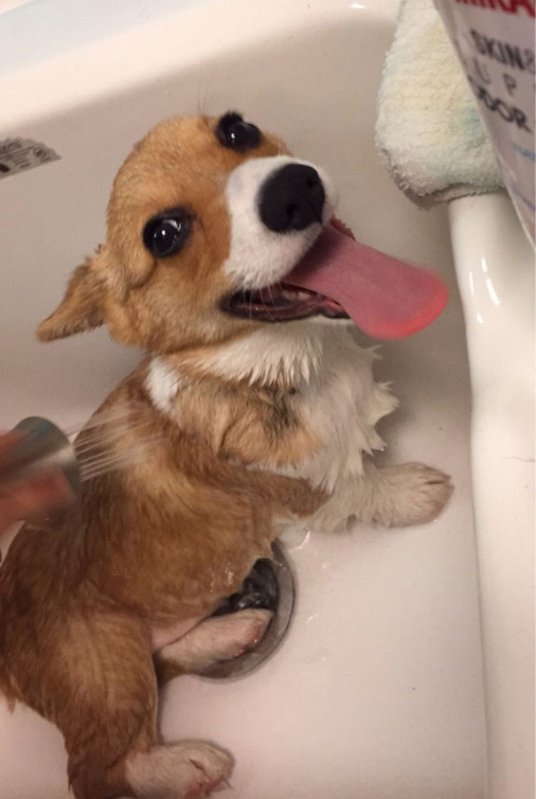 Leo, The Bath Time Loving Corgi