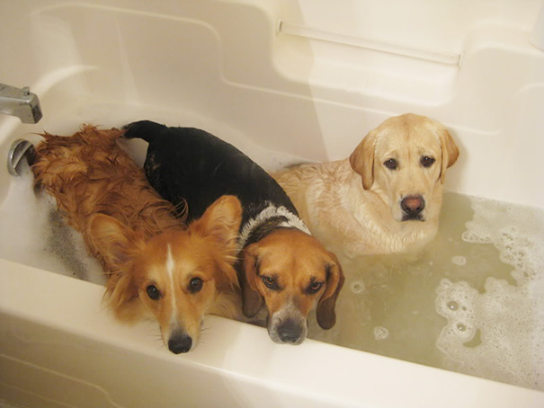 Three Different Reactions To Bath Time
