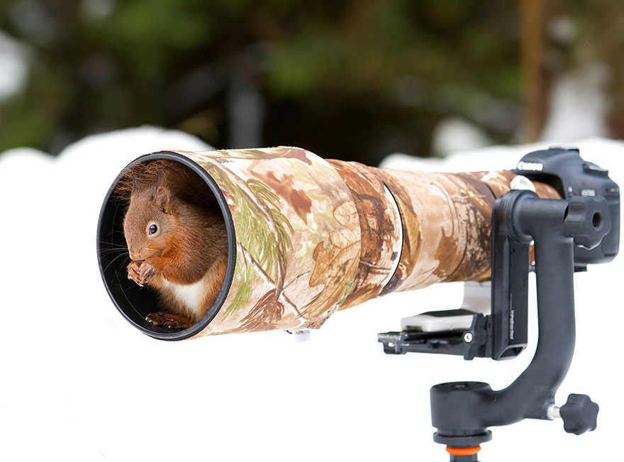 Squirrel With Camera