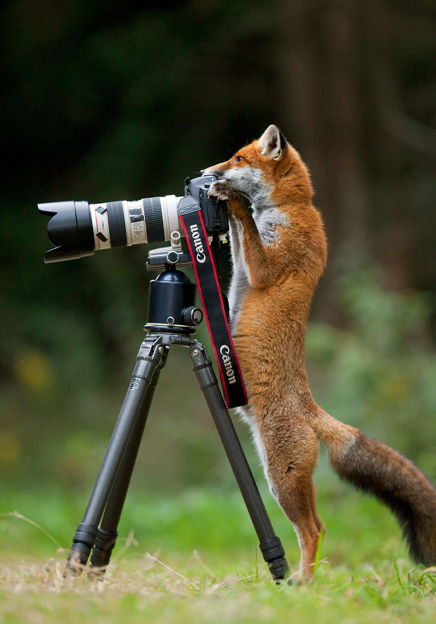 Fox With Camera