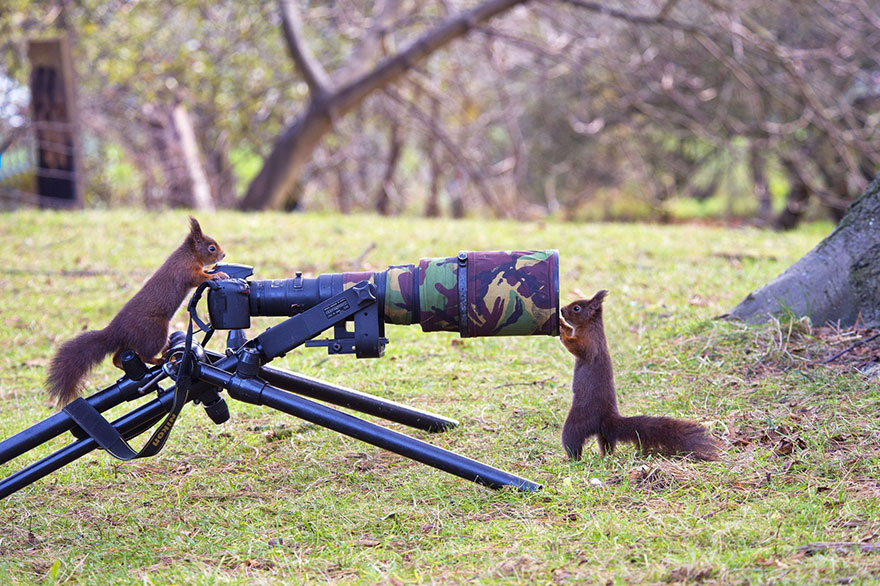 Squirrels With Camera