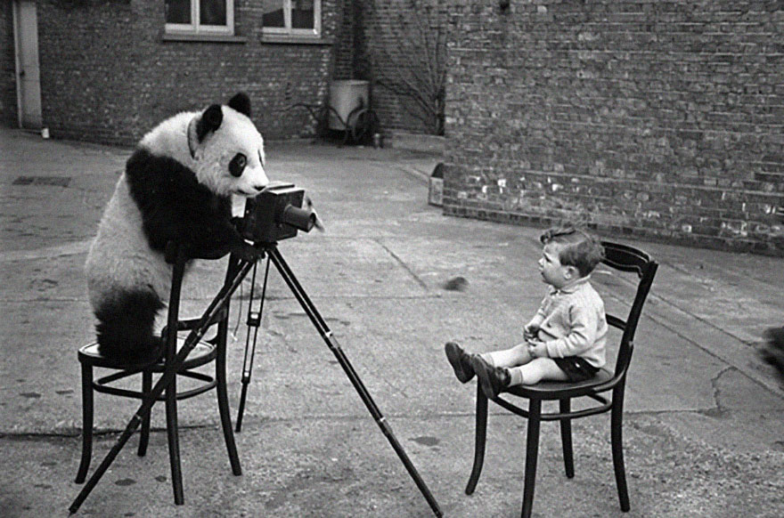 Panda With Camera