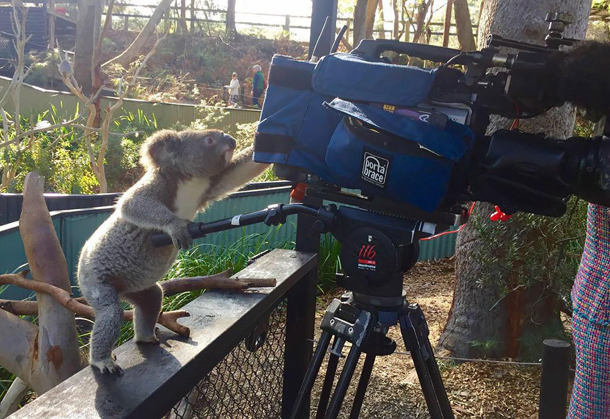 Koala With Camera