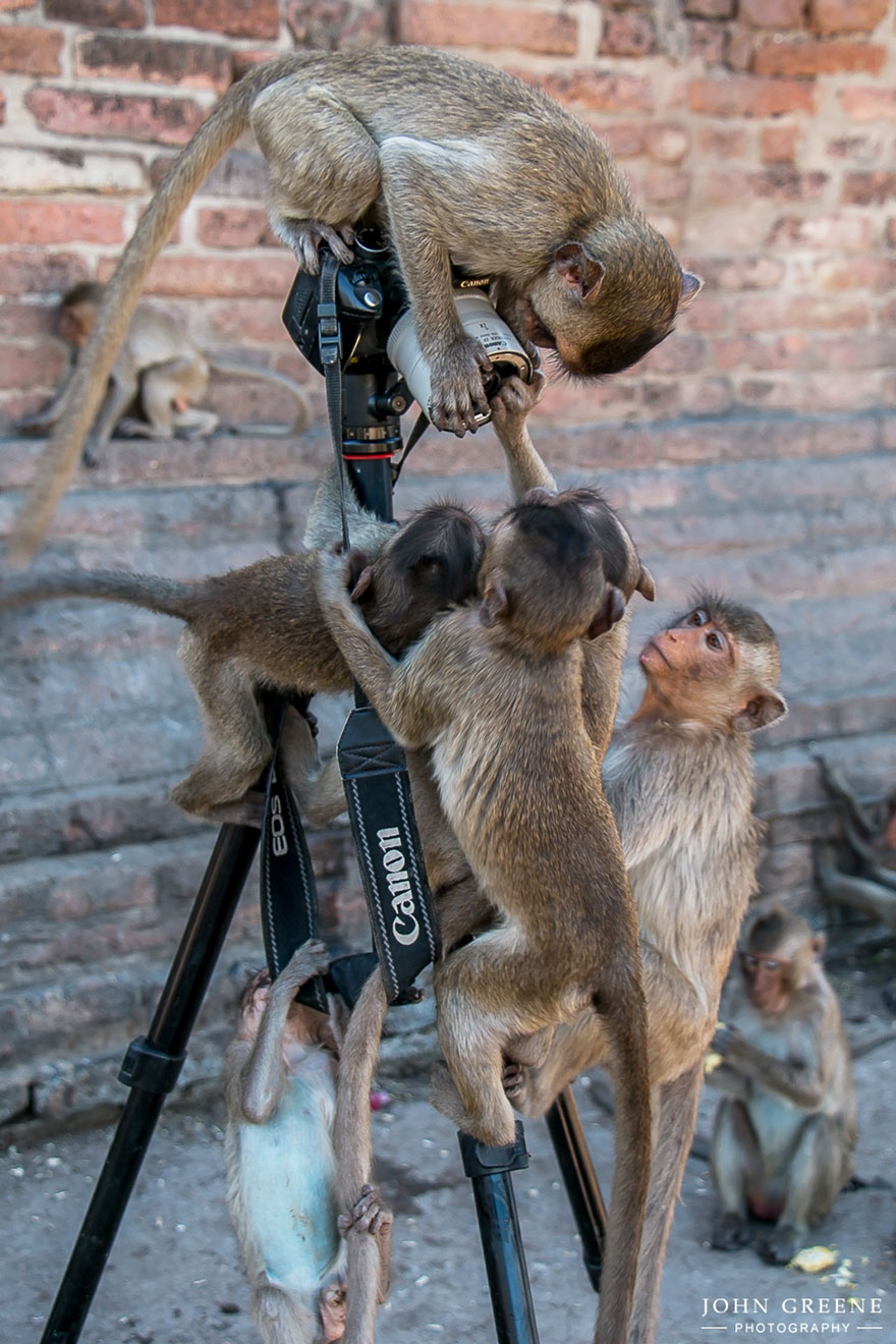 Monkeys With Camera