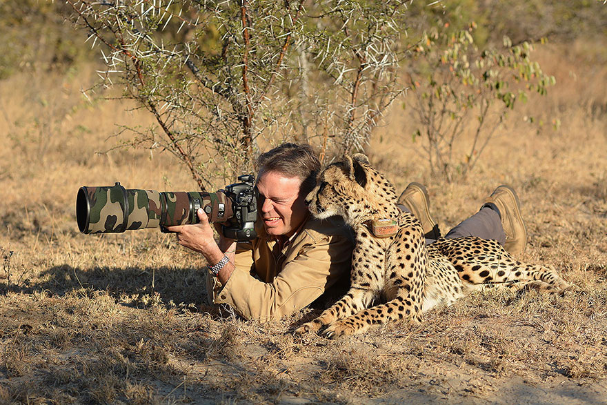 Cheetah With Camera