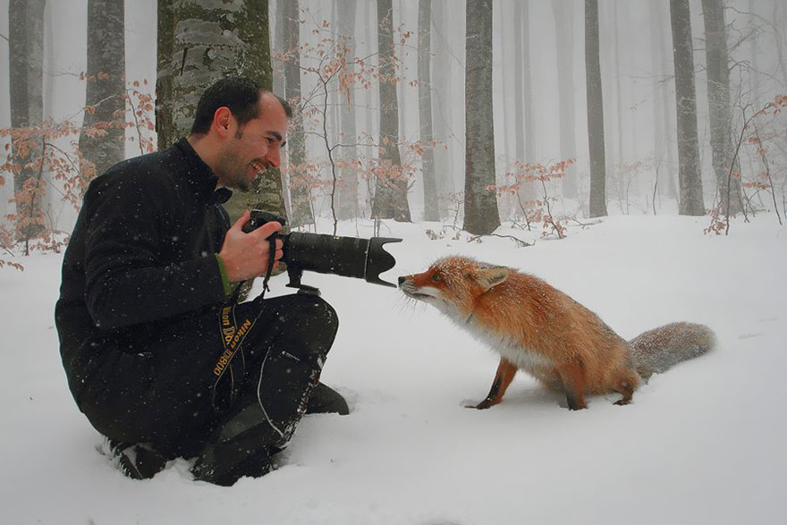 Fox With Camera