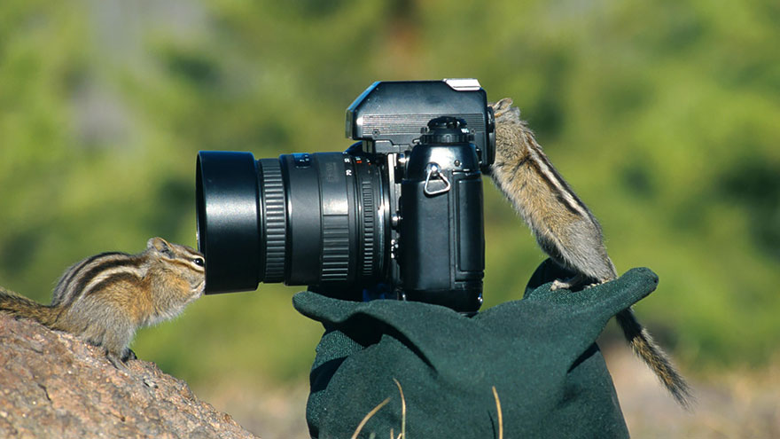 Chipmunk With Camera