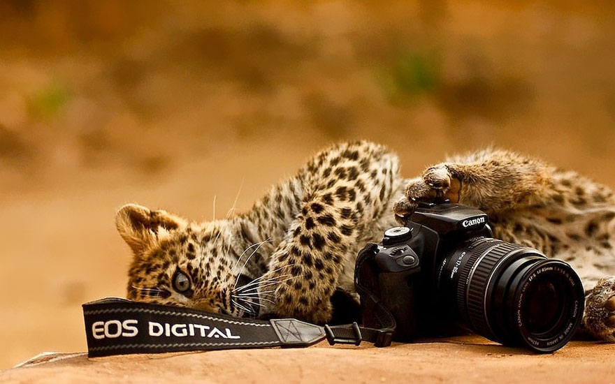 Cheetah With Camera
