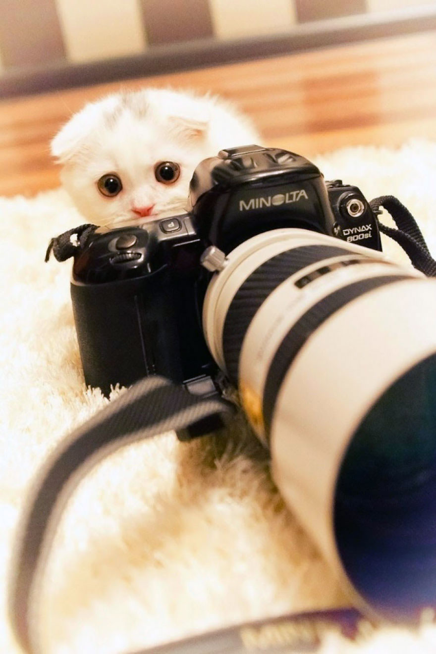 Cat With Camera