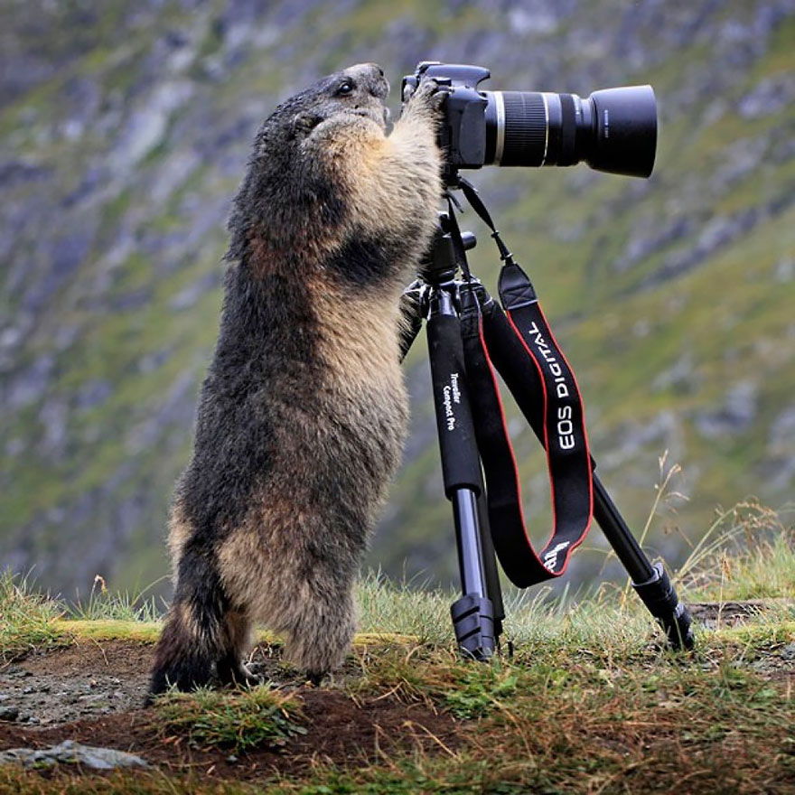 Alpine Marmot With Camera