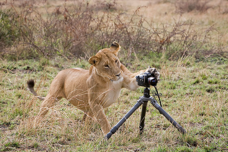Lion With Camera