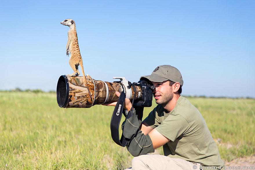 Meerkat With Camera