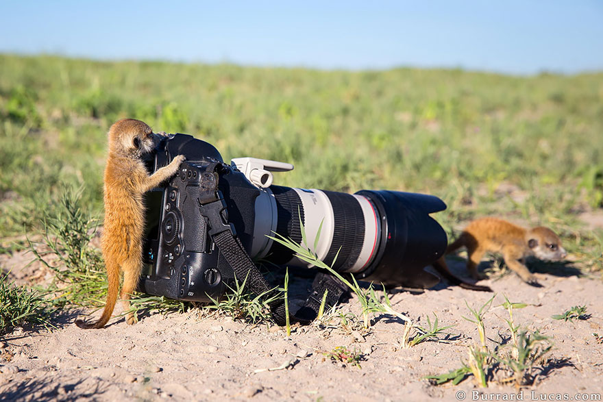 51 Animals That Want To Be Photographers | Bored Panda