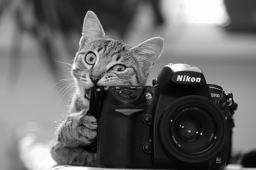 51 Animals That Want To Be Photographers | Bored Panda