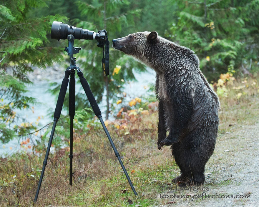 Bear With Camera