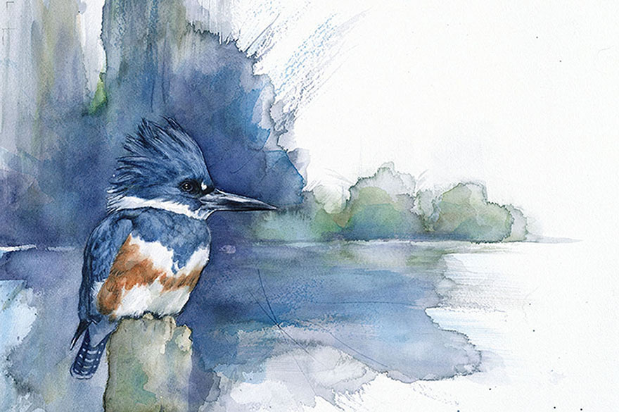 bird-watercolor-paintings-anne-balogh-6