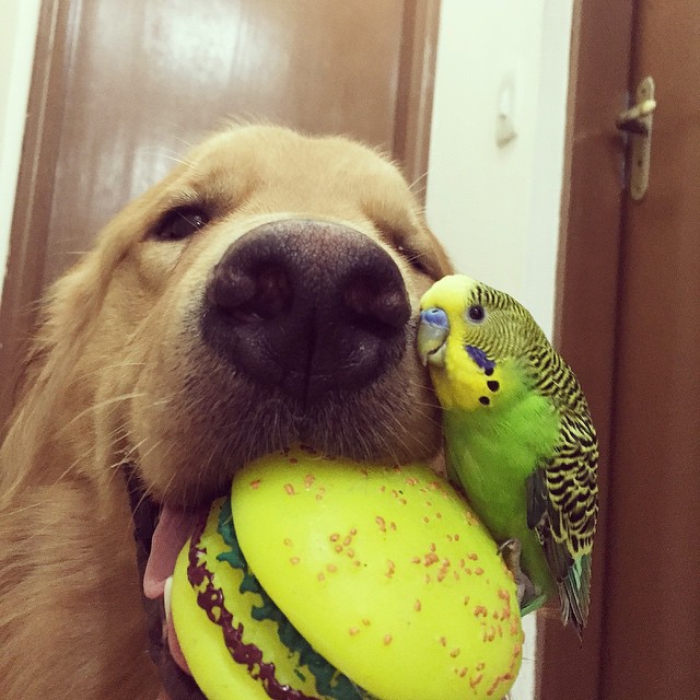 A Dog, 8 Birds And A Hamster Are The Most Unusual Best Friends Ever
