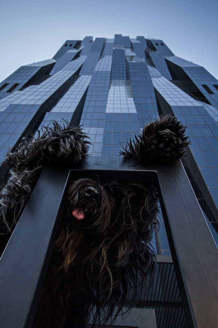 Godzilla? My Dog Elliot In Front Of Austria's Highest Skyscraper, Dc Tower (220m)