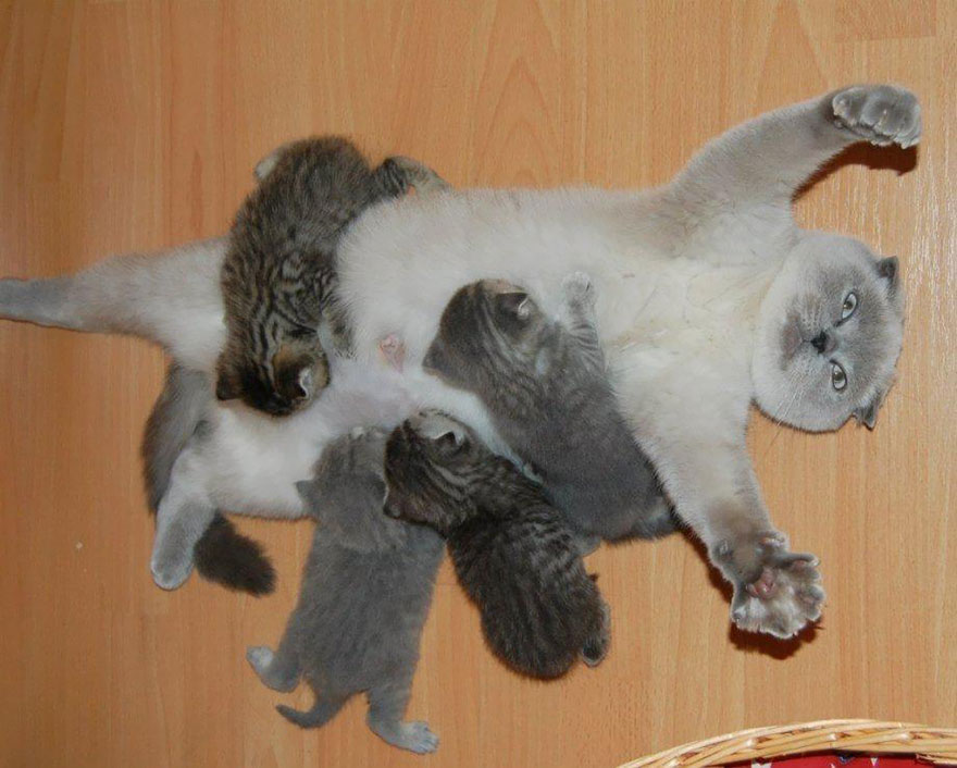 breastfeeding-cat-mother-kittens-overwhelmed-1