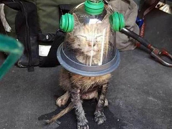 Firemen Revive Unconscious Cat Using Special Pet Oxygen Mask