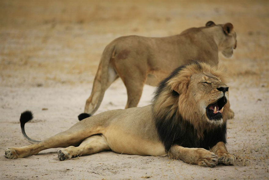 After Killing Famous Lion, Internet Outrage Forces The Killer To Close His Dental Office