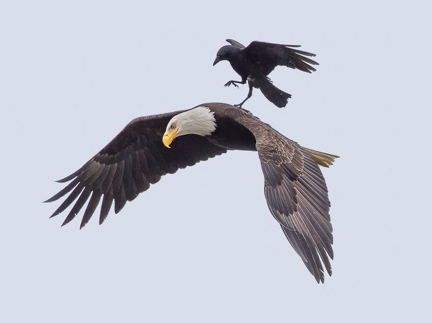 Corvo pega carona em uma águia em registro de uma vez na vida