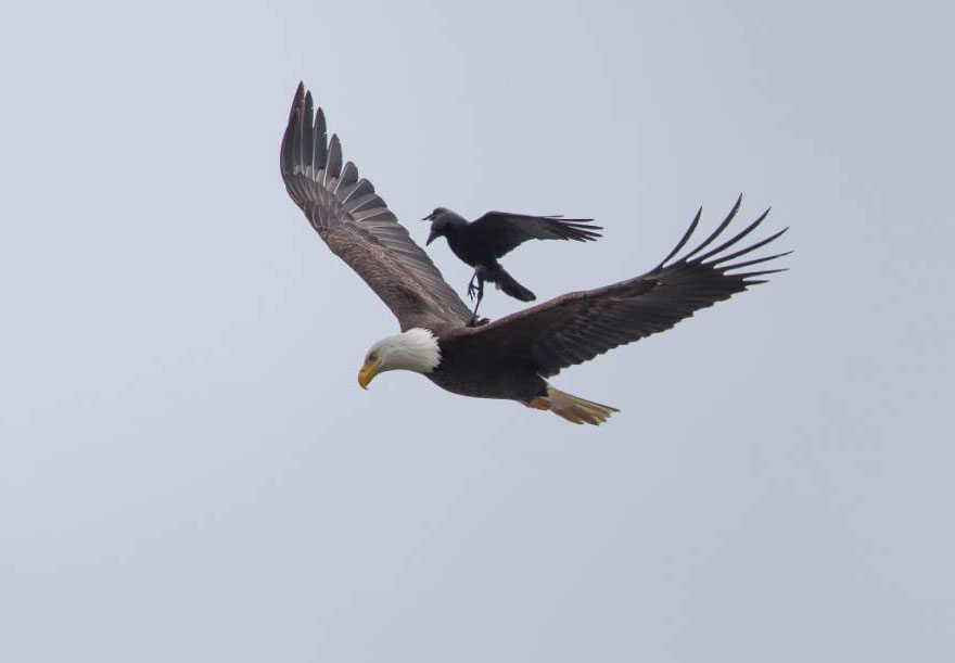 crow-rides-eagle-bird-photography-phoo-chan-5