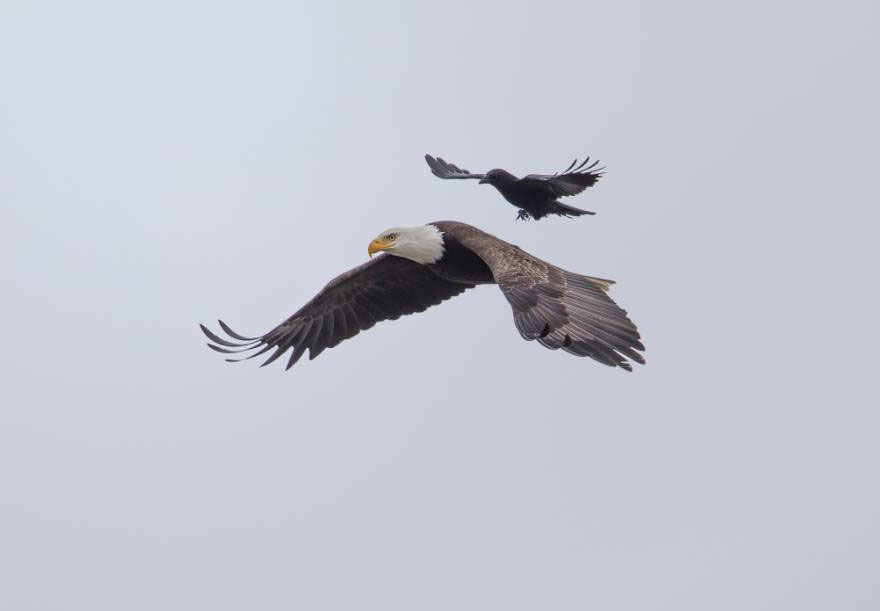 Crow Rides On The Back Of An Eagle In Once-In-A-Lifetime Photos