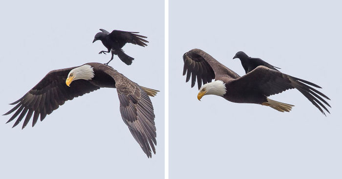 Crow Rides On The Back Of An Eagle In Once-In-A-Lifetime Photos | Bored  Panda