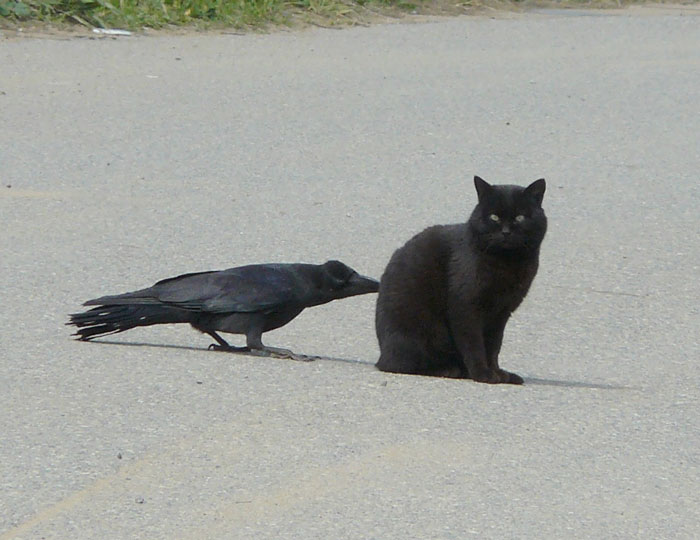Crows Troll Animals By Pulling Their Tails