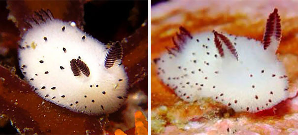 Sea Bunnies: Japan Is Going Crazy About These Furry Sea Slugs